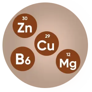 Four circles labeled Zn, Cu, B6 and Mg