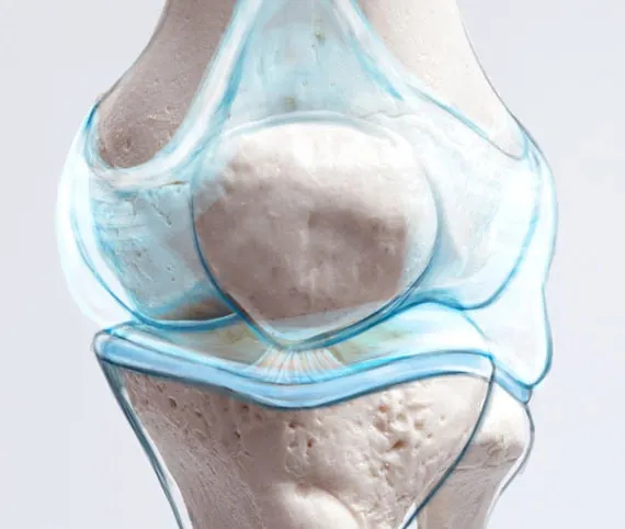 Translucent illustration of a knee joint