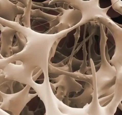 Close-up of spongy bone with a honeycomb structure
