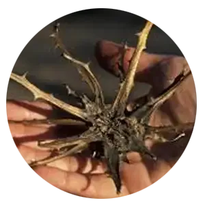 Dried devil's claw root pieces in a round frame